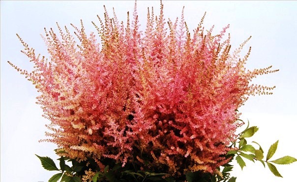 ASTILBE ERICA